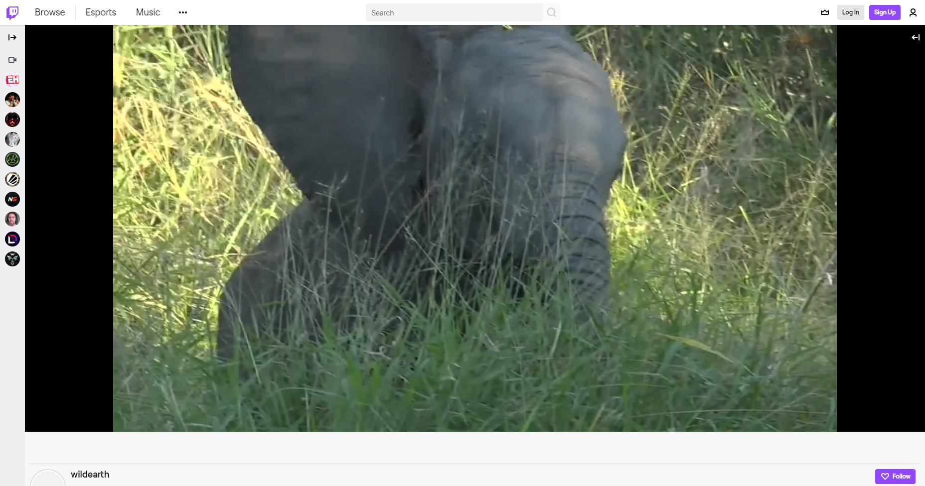 wildearth twitch video